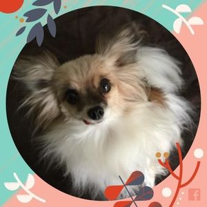 Meet your Posher, Yvonne